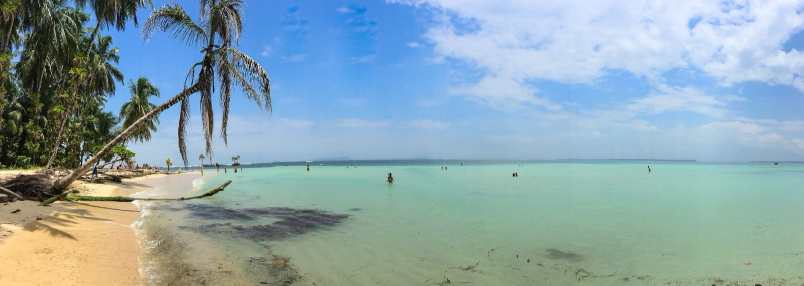 A palm leaning over a white sand beach and turquoise water in Bocas del Toro